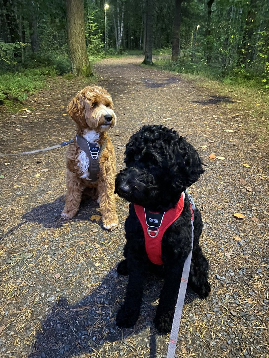 carinhostner's tweet photo. @rtendahl Australian Labradoodle❤️❤️❤️. Rekommenderar WALA-ansluten uppfödare för noggrann och seriös avel. https://t.co/KZz1tnf7vt