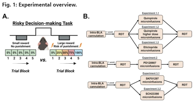 New work out in <a href="/npp_journal/">Neuropsychopharmacology</a> from <a href="/CaitAnne/">Caitlin Orsini</a>  <a href="/alexa_wheeler_/">Alexa-Rae Wheeler</a> &amp; team highlighting a potential role for D2Rs (but not D1Rs or D3Rs) sensitivity in the basolateral amygdala in contributing to sex differences in risk-based decision-making in🐀 

nature.com/articles/s4138…
