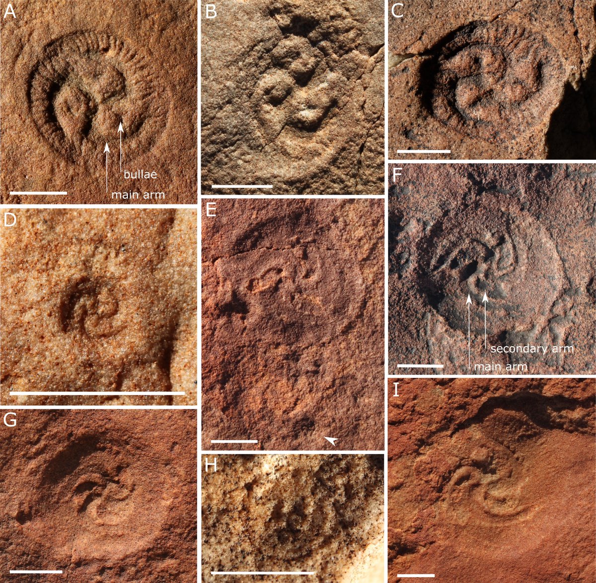 Tribrachidium – a member of the famous #Ediacaran biota – just got less mysterious. Careful measurement finds that its two species (T. heraldicum and T. gehlingi) are distinct in shape no matter the environment or rock type, allowing investigation of their growth patterns.
