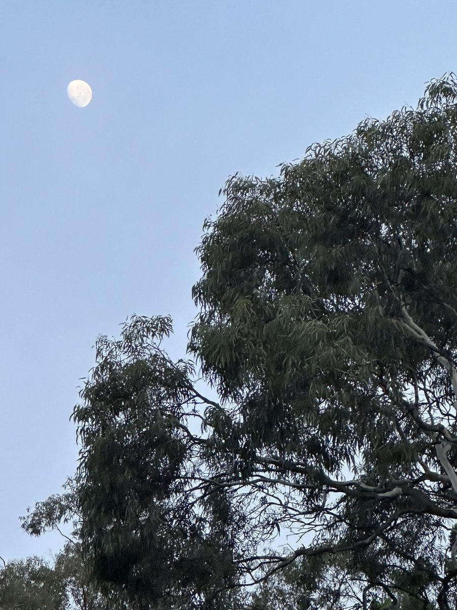 Matthew Gilliham (@ionplants) on Twitter photo Great reminder of what is ahead, stepping out of the door this morning on my way to the #AUSpaceForum <a href="/AndyThomasSpace/">The Andy Thomas Space Foundation</a> #ATSF17. The team at <a href="/plants4space/">@Plants4Space</a> is developing some important tech for @Nasa #Artemis. Talking at the first session starting 830am if you want to hear more. Great reminder of what is ahead, stepping out of the door this morning on my way to the #AUSpaceForum <a href="/AndyThomasSpace/">The Andy Thomas Space Foundation</a> #ATSF17. The team at <a href="/plants4space/">@Plants4Space</a> is developing some important tech for @Nasa #Artemis. Talking at the first session starting 830am if you want to hear more.