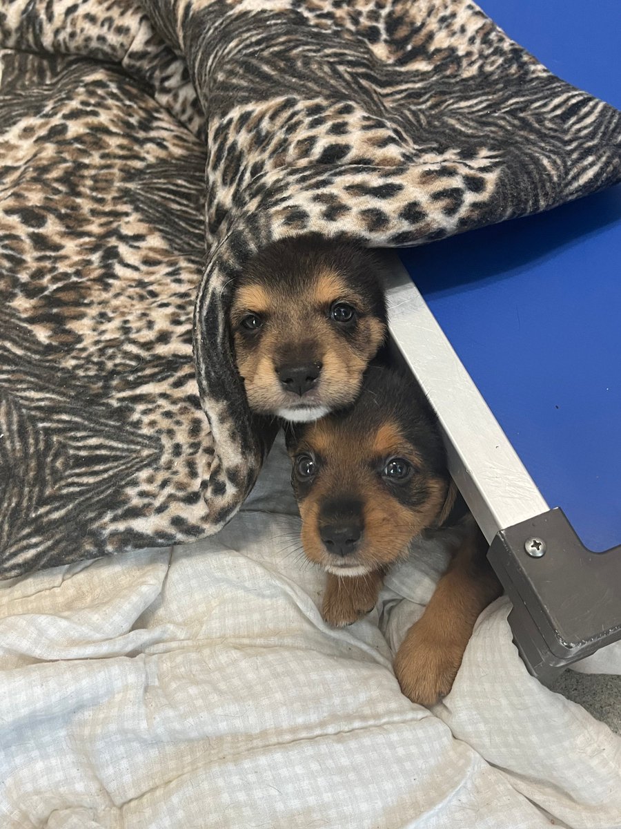 The SPCA recently took in 13 puppies discovered in a box behind a dumpster in Amherst. They were from two separate litters. The puppies are now in SPCA foster homes, receiving love and care. Once they are big enough, they will be available for adoption! #SPCACompassionInAction