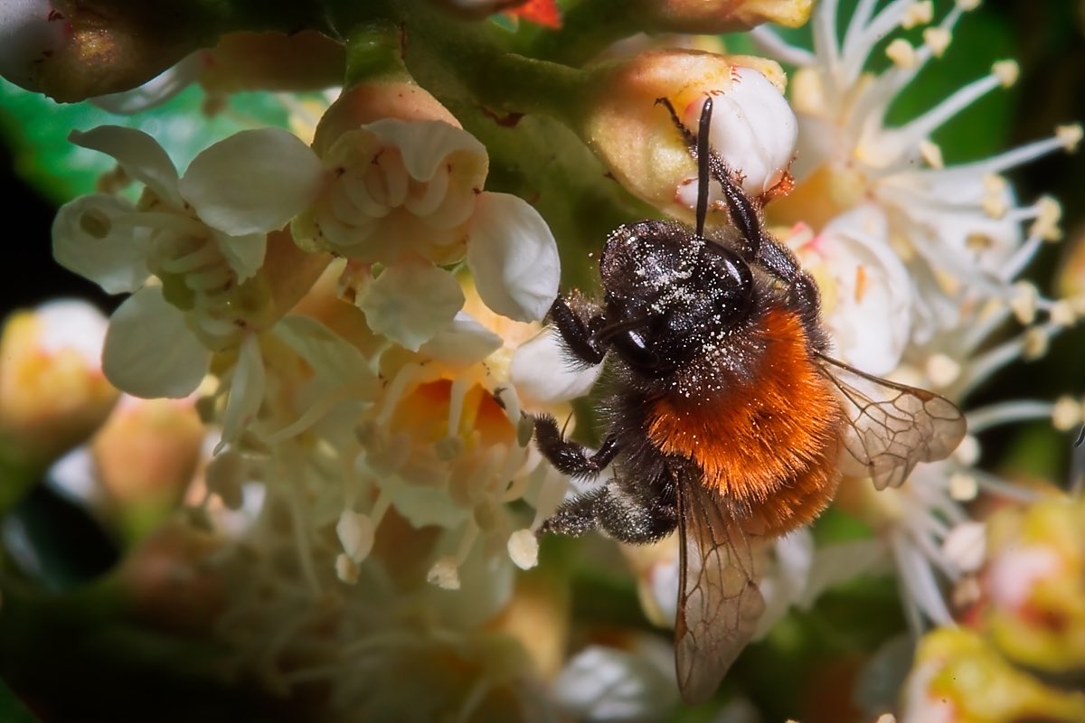 EnableBypass's tweet image. 🐝 The #Bees Knees... #photogrpahy