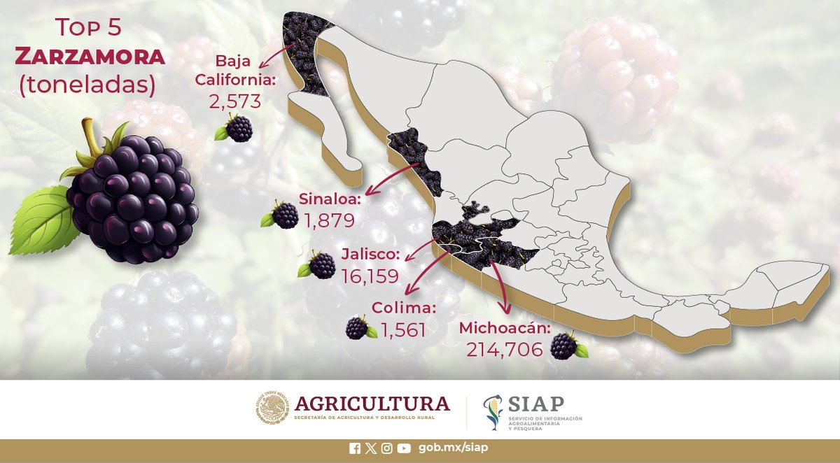 DGSIAP_Mx's tweet image. La #Zarzamora ocupa el segundo lugar en lo que respecta a la nutrición general entre las berries. #Frutas #AgriculturaMexicana #FelizJueves