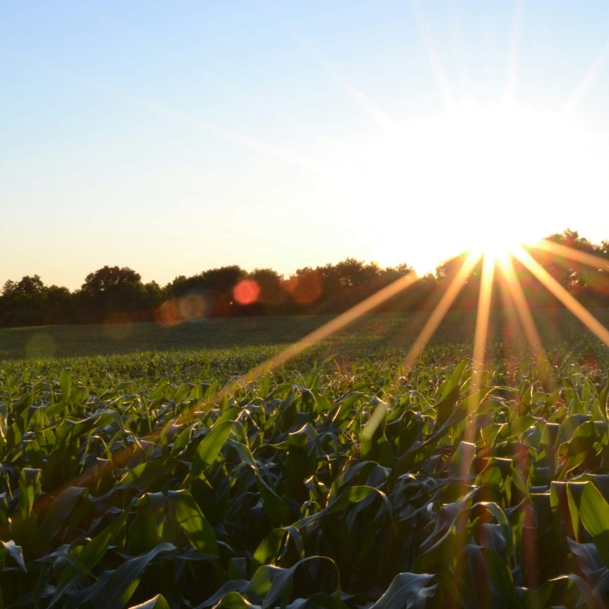 CInnGeorgetown's tweet photo. Join us at Evans Orchard and Cider Mill for Fridays on the Farm on 7/26! Enjoy live music, kids' farm fun play area,  dinner from our cafe, milkshakes, ice cream, beer, cider on tap, and our famous frozen cider mimosas. Remember to shop at our farm market! https://t.co/f92sUCYsjk https://t.co/QURYPLd3f8