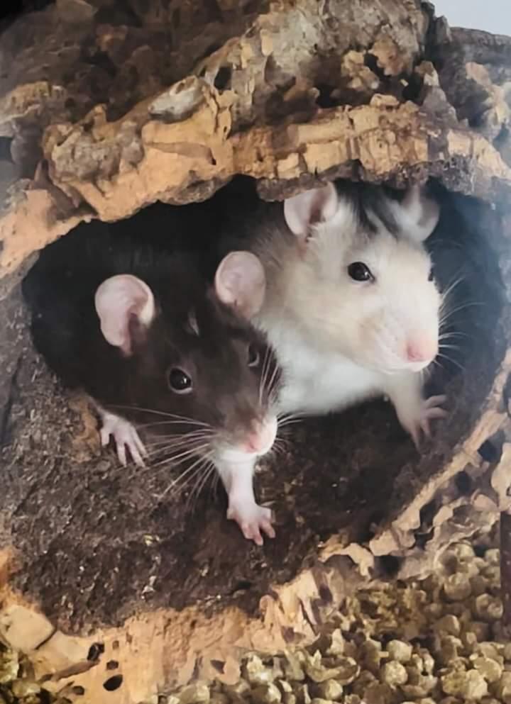 good_rats's tweet photo. Sumi and Poopies took a pause from digging in the garden for a quick cuddle.
(IG:karin_satori) https://t.co/KsfJsdniKK