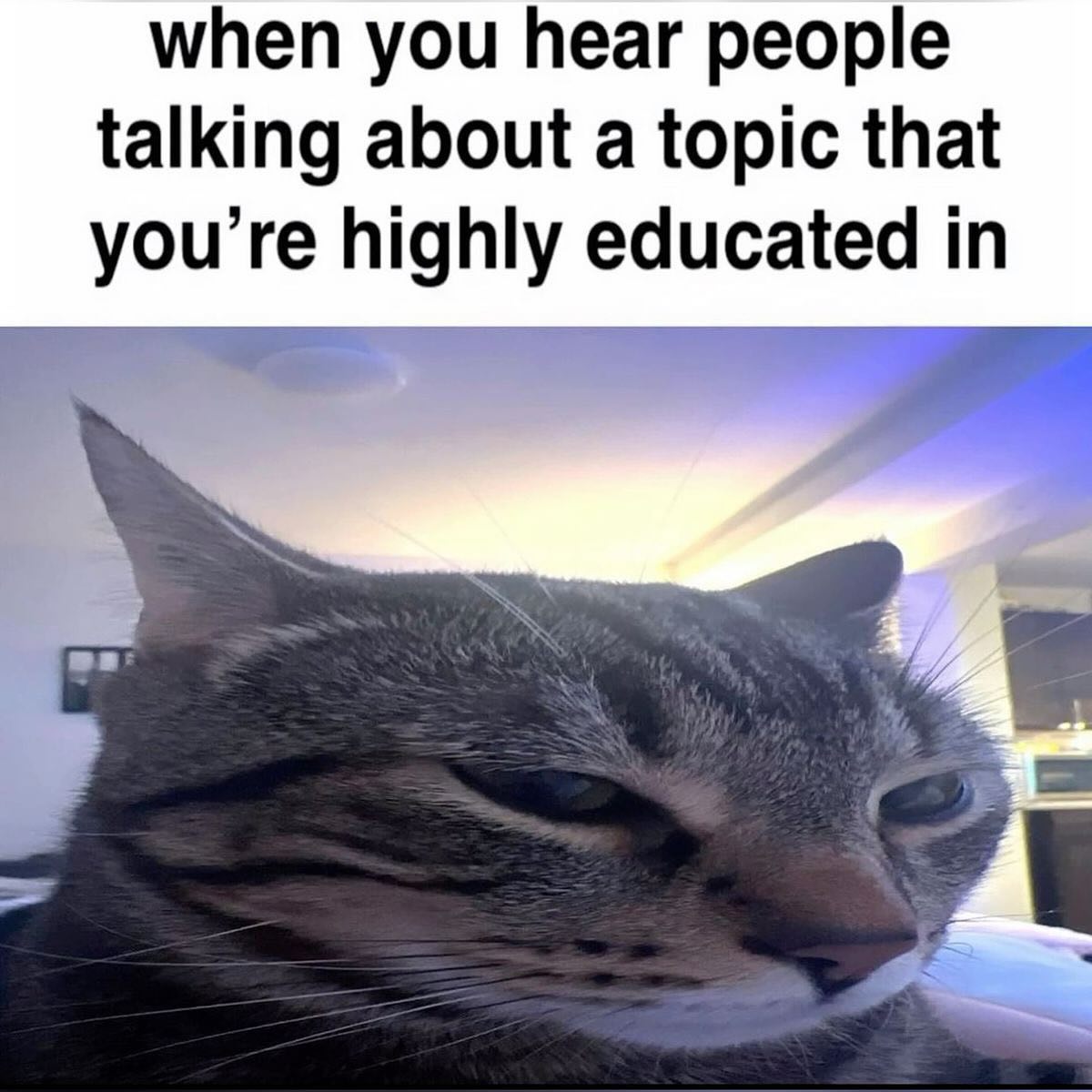 PunchingCat's tweet image. real