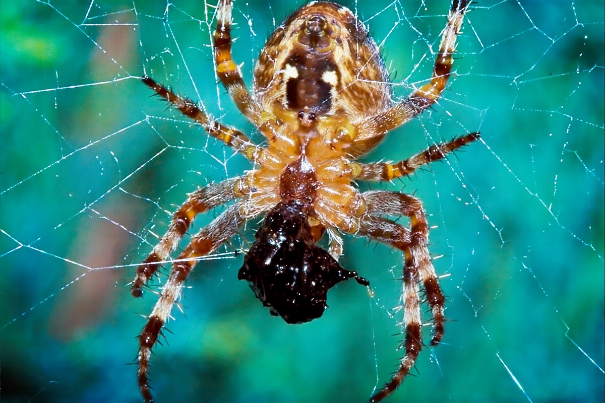 EnableBypass's tweet image. 🕷️ Would you 💋 it for £20? 😱🕸️#Spider #Photography #photo