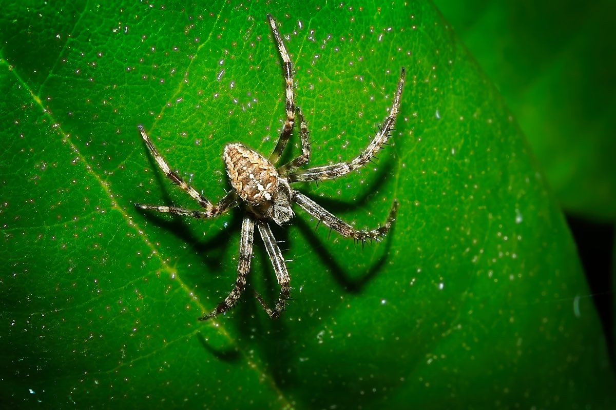 EnableBypass's tweet image. Ok. Last #Spider #Photo don’t want nightmares… #Photography 🕷️😩