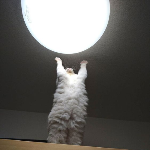 ludharik's tweet photo. Moon Mooni
5PW6vGb8UCbY4RtsqeKGe799zbDrkbHsGhWe6h3ipump https://t.co/HJhjgRHgtq