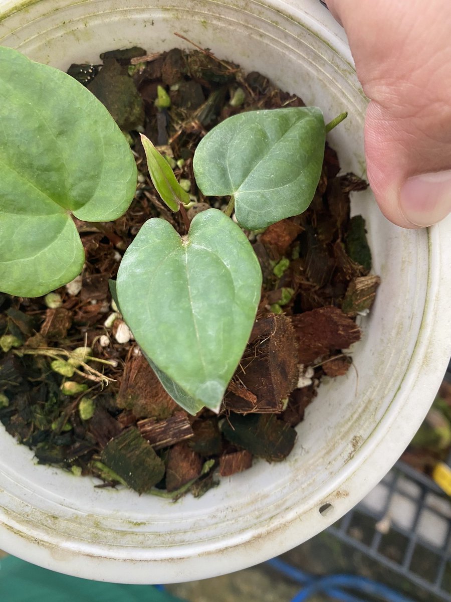 Anthurium ' Red Vein Dark Phoenix ' (Dark Phoenix variegata x Ace
