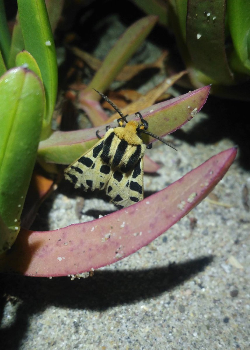 USFWS's tweet photo. Happy MOTH Week y'all! Did you know our moth friends take the night shift with pollinating plants? They are also key indicators for healthy ecosystems. 

📸A Mexican tiger moth by Lara Drizd/USFWS https://t.co/q0mSjNvXju
