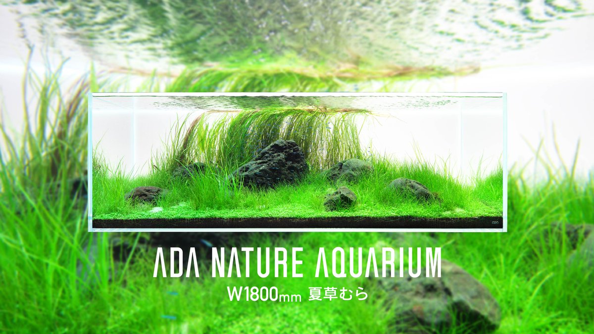 ADAview] Summer Grass Thicket 夏草むら -W1800mm NatureAquarium