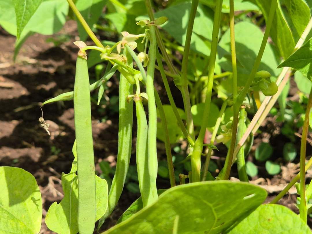 A pocos días de iniciar el período de cosecha de primera,familias productoras del municipio de El Rosario y Jinotepe en Carazo,tienen su plantación en etapa de formación de vainas, recibiendo el acompañamiento de INTA.
#UnidosEnVictorias
#4519LaPatriaLaRevolución