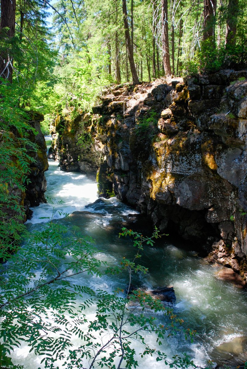 State Library of OR tweet media