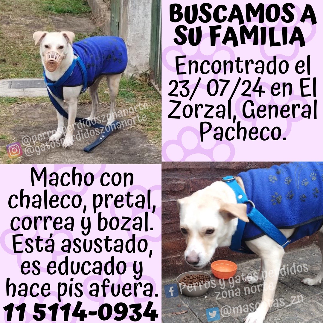 🟩BUSCAMOS A SU FAMILIA🟩
Encontrado el 23/ 07/24 en El Zorzal, General Pacheco.
Es un macho mediano de 3 años. Tenia chaleco, pretal, correa y bozal. Está asustado, es educado y hace pis afuera.
Cualquier cosa comunícate con @danycaroperalta al 11 5114-0934.
☑️DIFUNDIR☑️