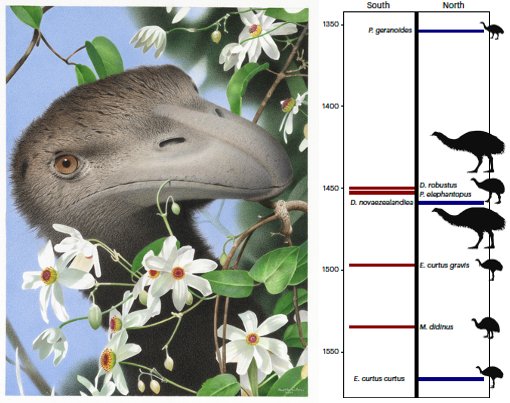 Moa didn't go #extinct all at the same time in NZ, but they did all go #extinct in places close together. These places are also the final holdouts for today's threatened birds, kakapo, takahe and many kiwi species. Want to know more?  Take a read 👇
nature.com/articles/s4155…