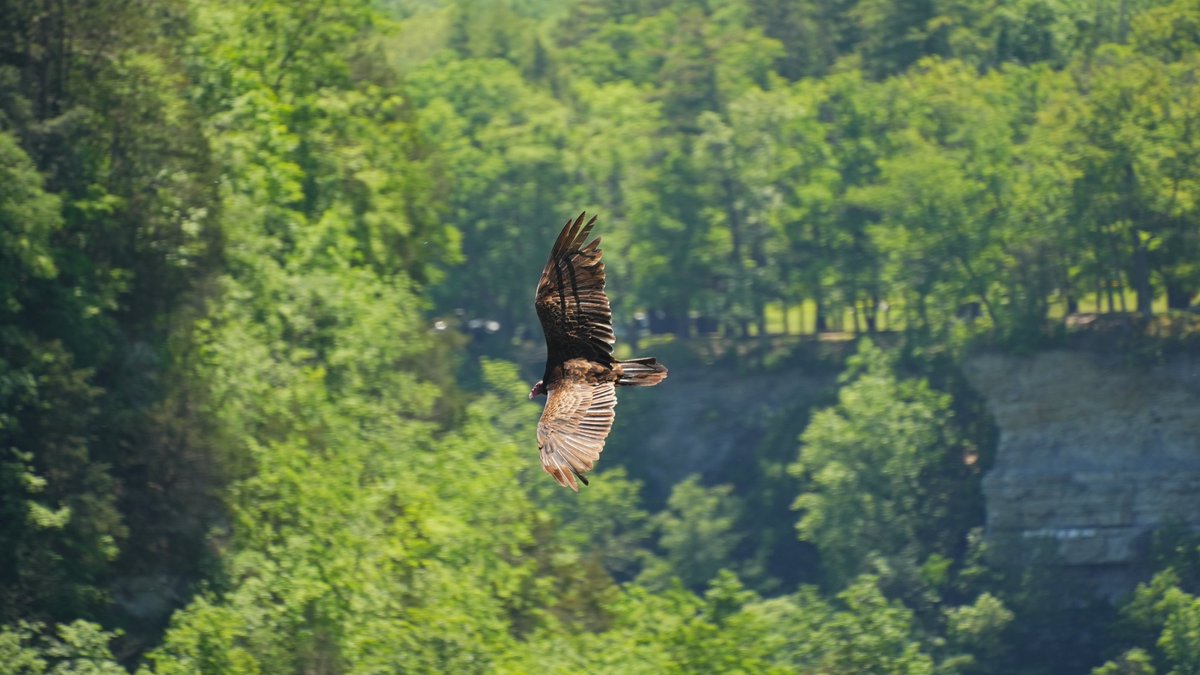 FototakerTony's tweet image. Not too many places where one can be at #eyeLevel with that which flies   #NatureInspired #feathers #birdsofprey #aves @NYstateparks #NatureInspired @newyorkstate