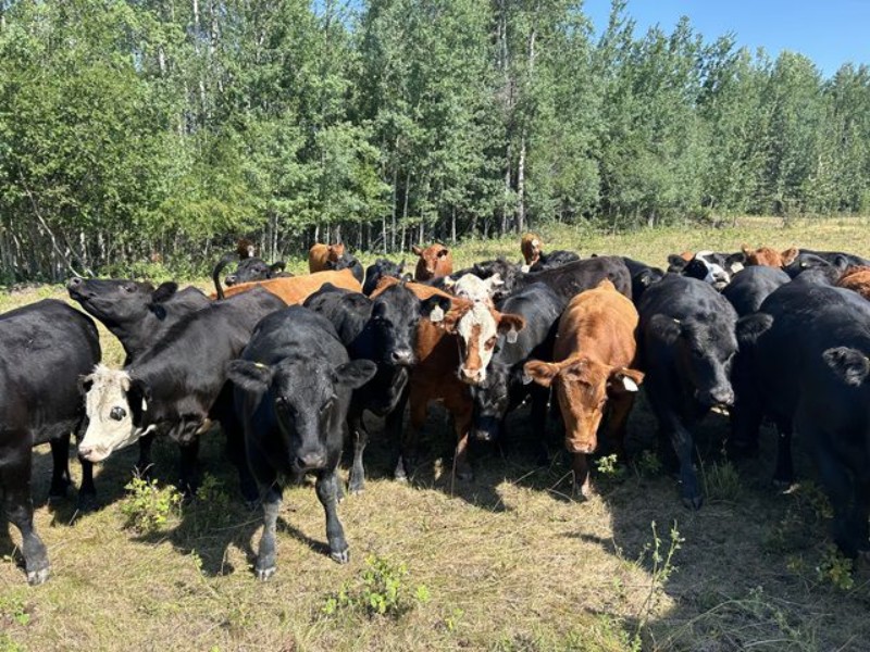 jasondanard's tweet photo. J Lazy A Ranch - 810# Aug/Sept Grass Heifers - 77 Head (Lymburn, AB) - Team Auction Sales https://t.co/jUEcL8oF37 Selling on TEAM Friday, July 26th @ 9:00 AM MDT! Sign in @ https://t.co/rApuX5nqTZ to preview and participate! @cdnangus @CdnSimmental https://t.co/1jmefEjugU