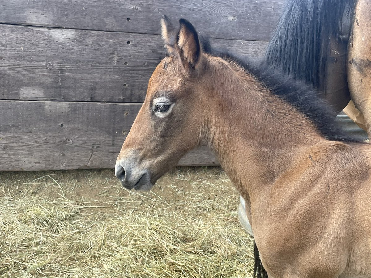 irishdraughtusa's tweet photo. Irish sport horse filly foal by Farraway QuickSilver #irishsporthorse #rideirish #foal #farrarwaystud #grey https://t.co/X3CqlKQwgg