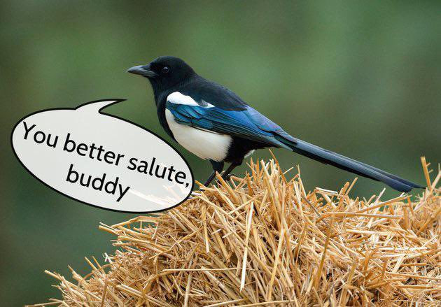 Evelin (@evebane) on Twitter photo Somehow this came up in a conversation today. <a href="/MatthewDaddario/">Matthew Daddario</a> did you read up on this custom? 😁 Somehow this came up in a conversation today. <a href="/MatthewDaddario/">Matthew Daddario</a> did you read up on this custom? 😁
