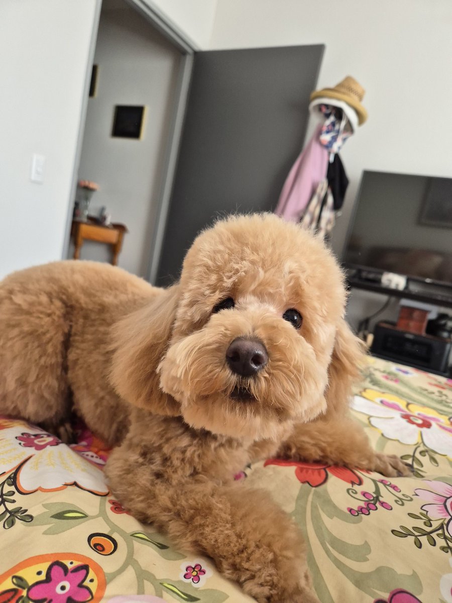 YoungWazza2's tweet photo. Umm Teddy, get off! I'm trying to make the bed! π€·ββοΈ
Funny little bugger #ferrul https://t.co/DQqwxTQyMD