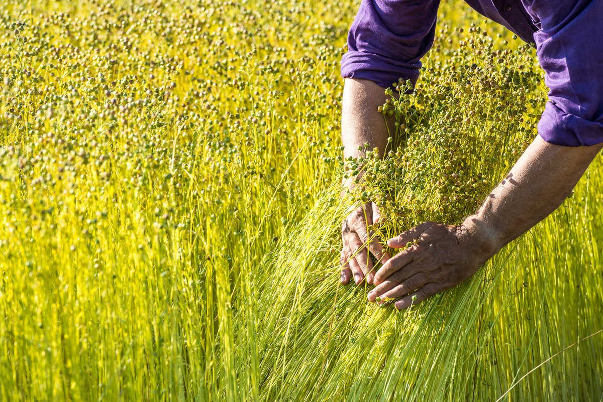 ekoa® is the perfect blend of green &amp; high performance, crafted entirely from fast-growing plants and bio-resin. Did you know that flax captures 1.4 kg of CO2 per kg of fiber?

Using rapidly renewable flax for natural interiors protects old-growth forests!

#savethetrees