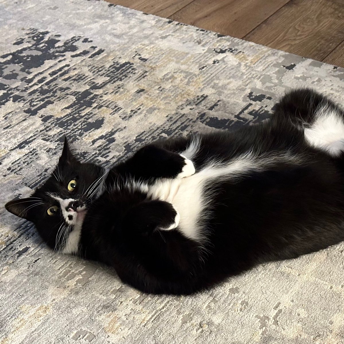 Bay Treasure Chest tweet media