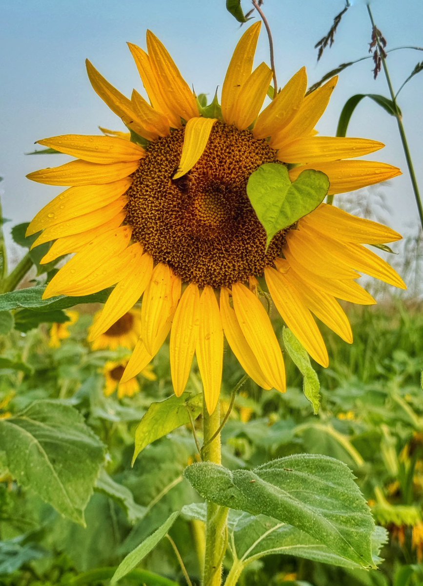 EnosLisa's tweet photo. Some more Sunflowers from my visit to Columbia Bottoms Conservation Area #ColumbiaBottomSunflowers https://t.co/XuJZf5mRsq