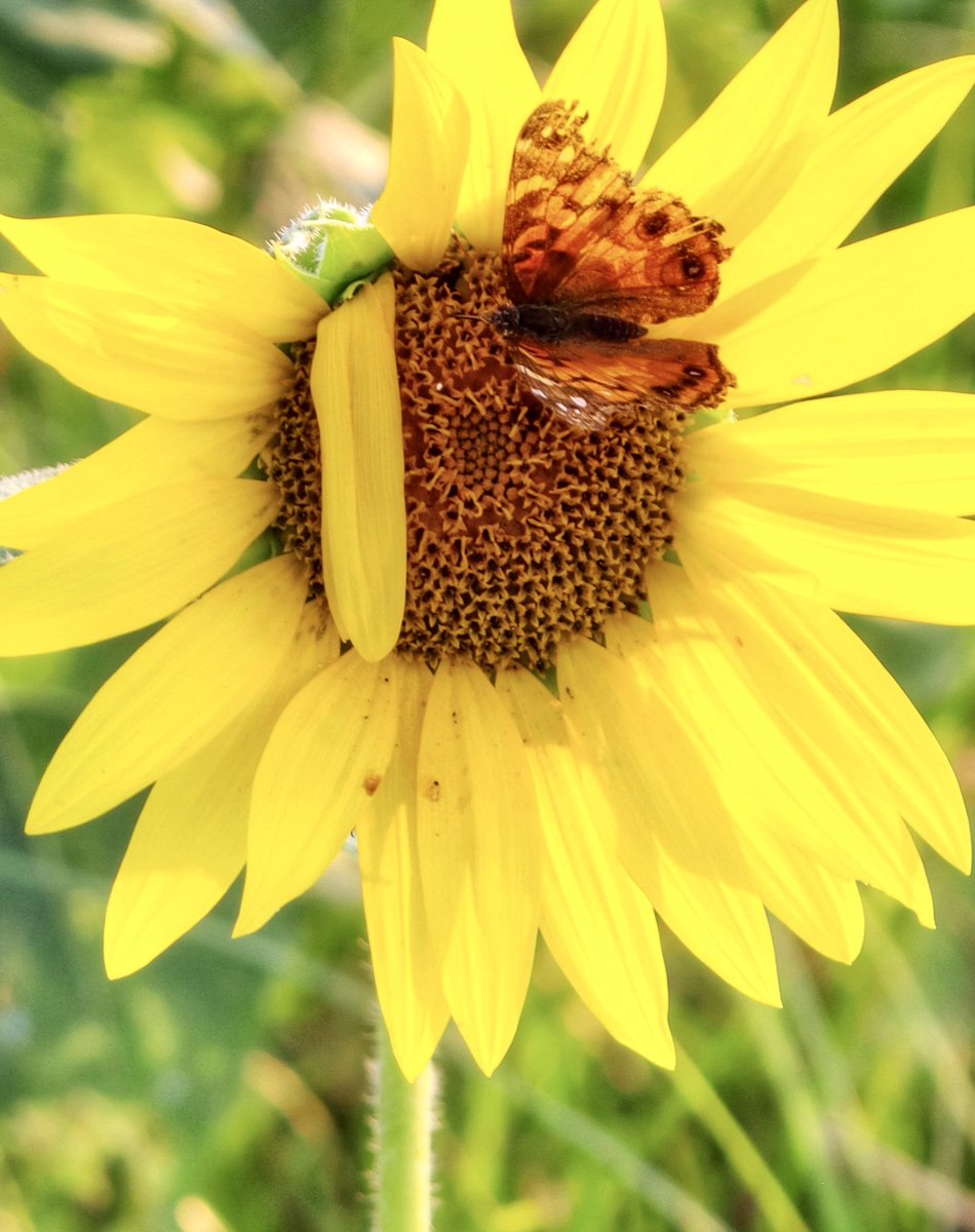 EnosLisa's tweet photo. Some more Sunflowers from my visit to Columbia Bottoms Conservation Area #ColumbiaBottomSunflowers https://t.co/XuJZf5mRsq