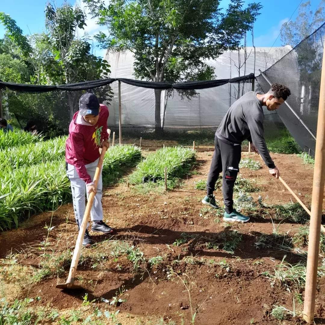 ♨️ En #ModoVerano la Guerrilla #13DeMarzo de la #FEU_UNICA junto a los delegados e invitados al Campamento 🏕️ de Verano de la #FEU_UJC_UNICA tuvieron a su cargo en la jornada matutina de hoy un Trabajo Productivo desde el <a href="/CBioplantas/">Centro-de-Bioplantas</a> adscrito a la <a href="/UNICACu/">Universidad de Ciego de Ávila</a>