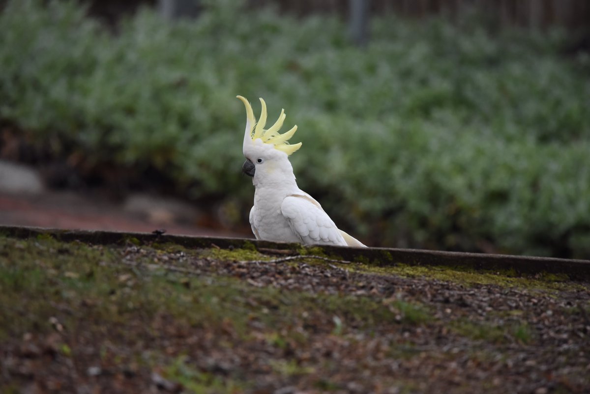 GPMooreEsq's tweet photo. White crime gangs - Gembrook Style!
Skylarking (fig), hooning, thieving things, & ripping up lawns!
Odd-sod bunch of Cockatoos having a whale of a time along Redwood Rd in Gembrook.
#wildoz #ozbirds #sulphurcrestedcockatoo #littlecorella #longbilledcorella #gembrook https://t.co/NLXxVORqpc