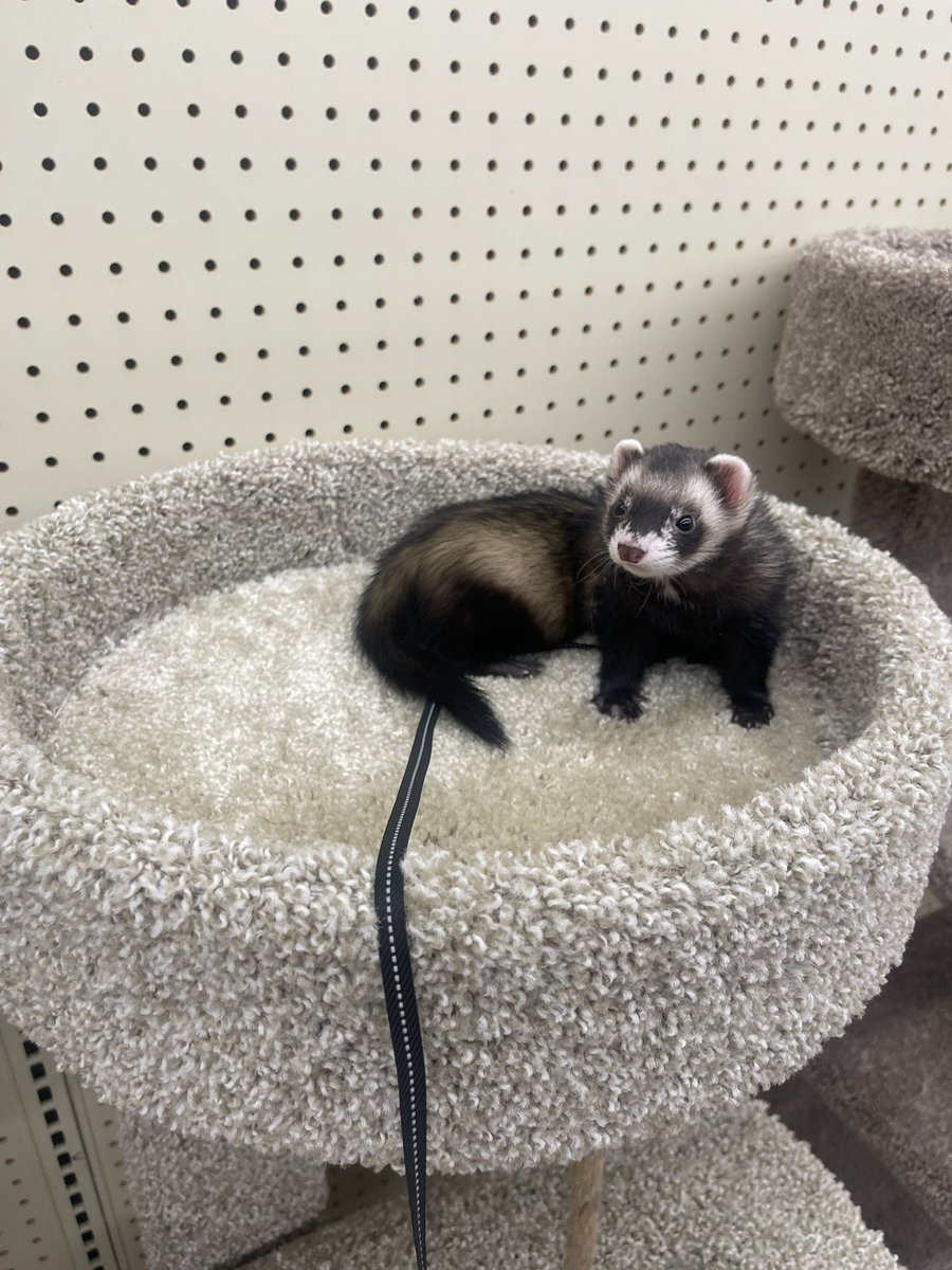 Tiffany Weng tweet media