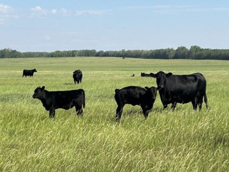 jasondanard's tweet photo. J Lazy A Ranch - 460# Steer Calves - 110 Head (Lymburn, AB) - Team Auction Sales https://t.co/lyg1SL0yeq Selling on TEAM Friday, July 26th @ 9:00 AM MDT! Sign in @ https://t.co/rApuX5nqTZ to preview and participate! @cdnangus https://t.co/9QbUWHg4Jg