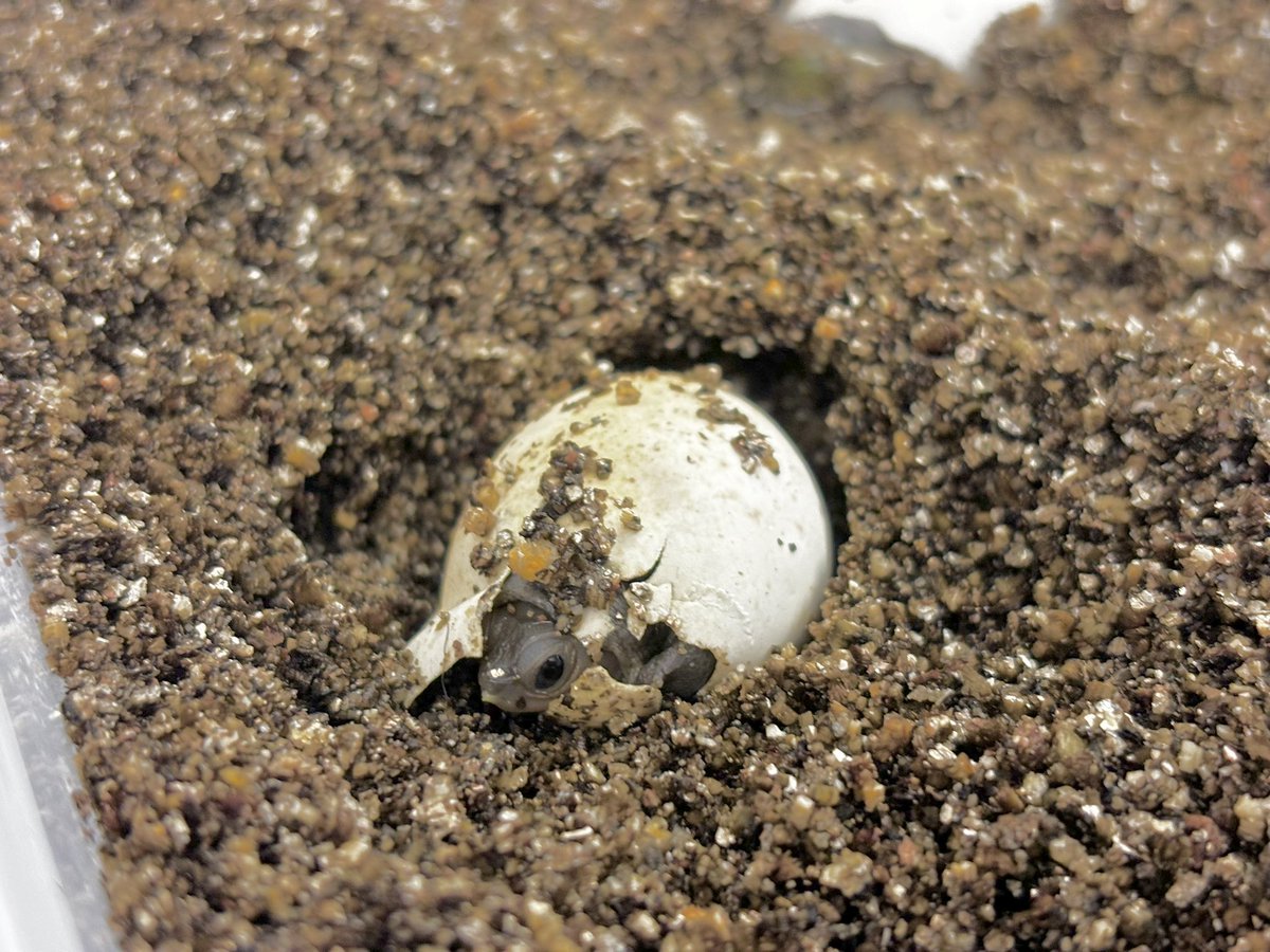Jessica McGlinsey, M.Ed. (@jessmcg99) on Twitter photo It’s Diamondback Terrapin hatchling season here along the Chesapeake Bay! Today, we had our first one emerge 💚🥚🐢👁️
This little one will help us learn more about how #climatechange is affecting the species! <a href="/KHayhoe/">Prof. Katharine Hayhoe</a> <a href="/GlobalEcoGuy/">Dr. Jonathan Foley</a> <a href="/ProjectDrawdown/">Project Drawdown</a> <a href="/ClimateGenOrg/">Climate Generation</a> <a href="/NOAAClimate/">NOAA Climate.gov</a> It’s Diamondback Terrapin hatchling season here along the Chesapeake Bay! Today, we had our first one emerge 💚🥚🐢👁️
This little one will help us learn more about how #climatechange is affecting the species! <a href="/KHayhoe/">Prof. Katharine Hayhoe</a> <a href="/GlobalEcoGuy/">Dr. Jonathan Foley</a> <a href="/ProjectDrawdown/">Project Drawdown</a> <a href="/ClimateGenOrg/">Climate Generation</a> <a href="/NOAAClimate/">NOAA Climate.gov</a>