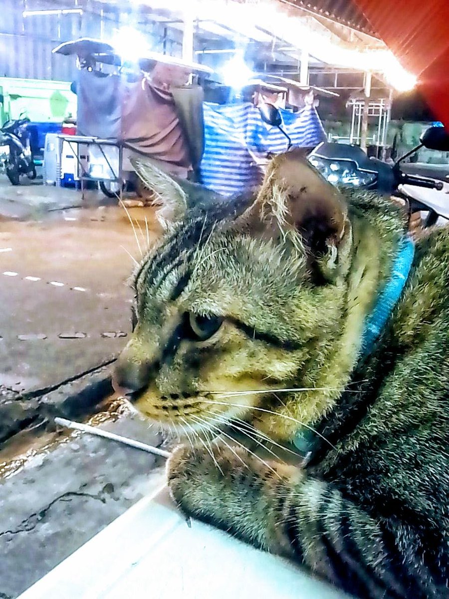 Jiew, a Bangkok Cat. He lives at the fish market and eats fresh peeled shrimp each night and grilled fish.