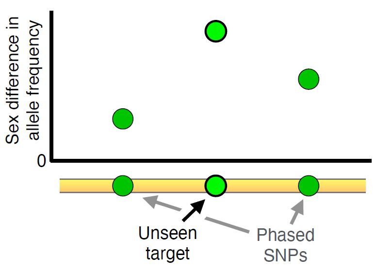 jmillercole's tweet photo. Building on this approach, we introduce a new haplotype-based method that can estimate SDS on viability and fecundity across the genome. 7/n https://t.co/n5AyxHBQfr