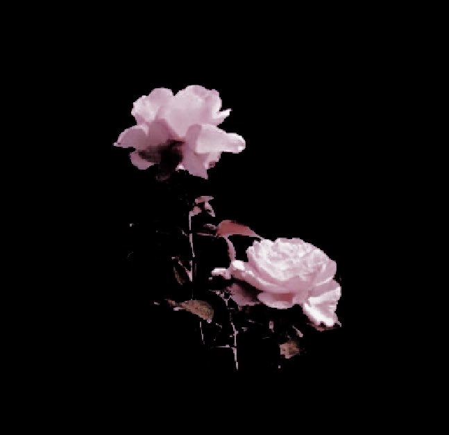 𝓼. (@purevety) on Twitter photo 