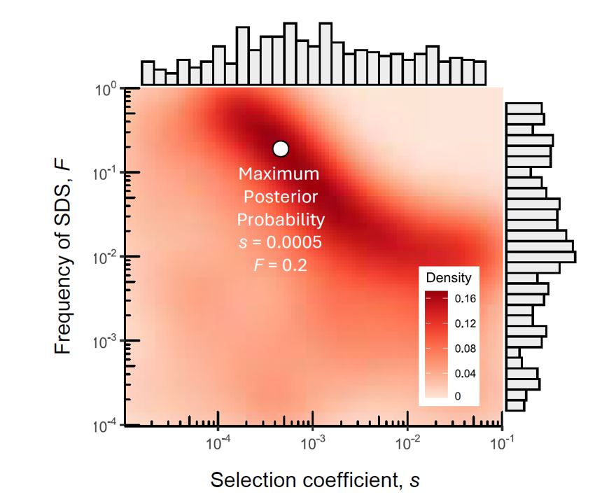 jmillercole's tweet photo. We use Approximate Bayesian Computation to estimate the strength of SDS on viability and its frequency in the genome. We estimate an average selection coefficient around s=0.001, with roughly 20% of the autosomal sequence linked to a site under SDS. 15/n https://t.co/SR57WGrtSx