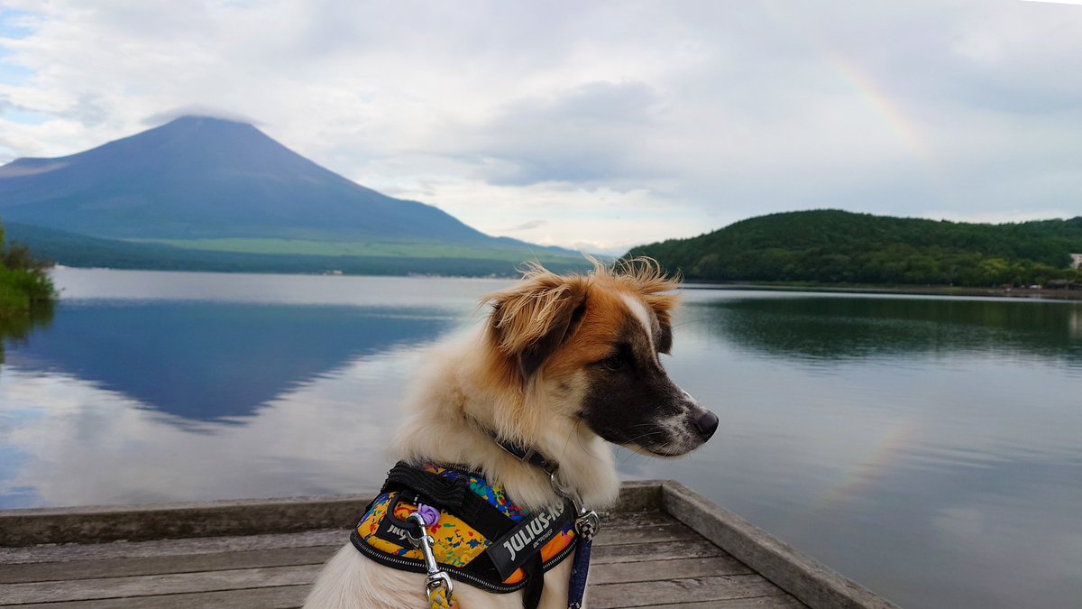 逆さ富士と逆さ虹と犬🗻🌈🐶

ご利益満載な写真撮れたので
皆様にもお裾分け（ ・∀・）

WSの準備も着々と進んでおります！
1週間という短き長きな日程ですが
ぜひぜひ楽しみましょう〜
よろしくお願いいたします🙇✨