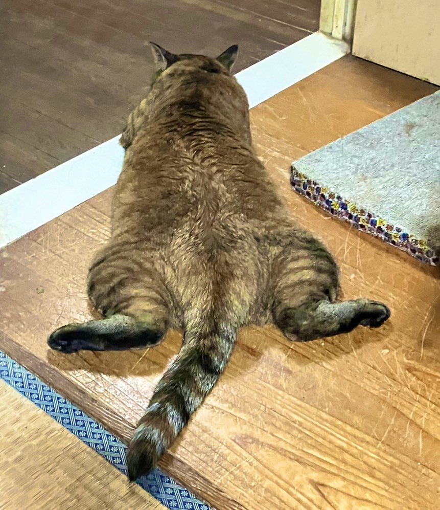 WtdBgc's tweet photo. みんこまる デカ面白い猫……… https://t.co/MGXhBqkbu0