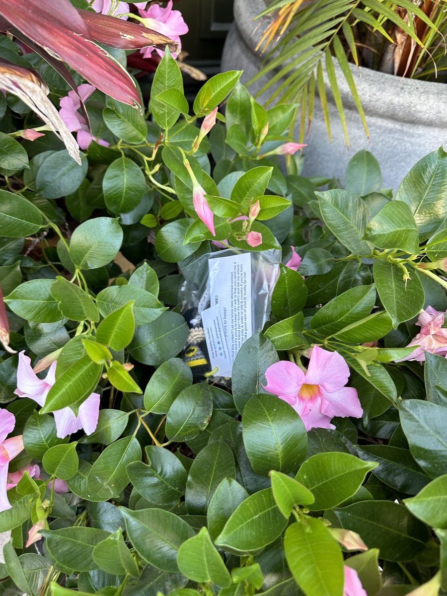 GeekyHooker's tweet photo. #CRITTERDROP ALERT: Batman has been dropped! Find him and he’s yours to keep! https://t.co/sVlcEaUEV1