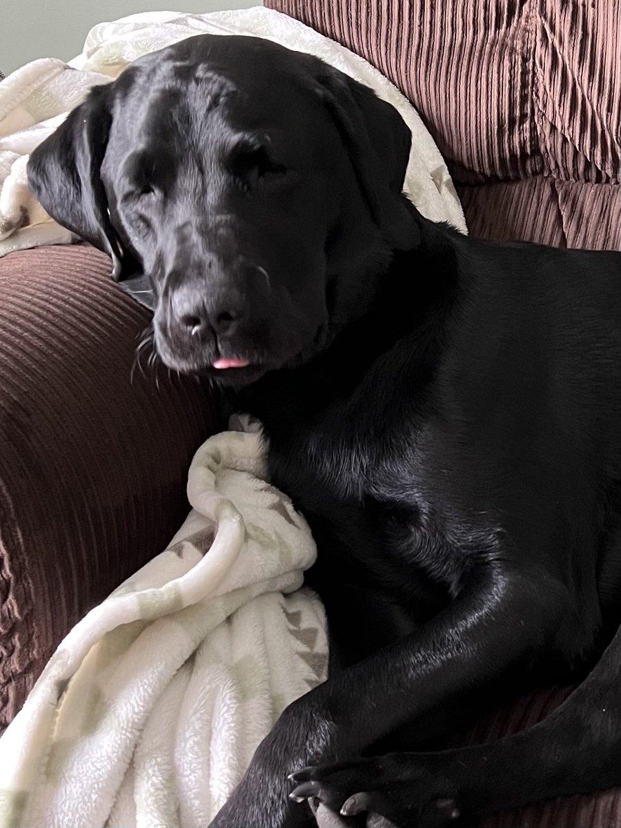 taryn drane tweet media