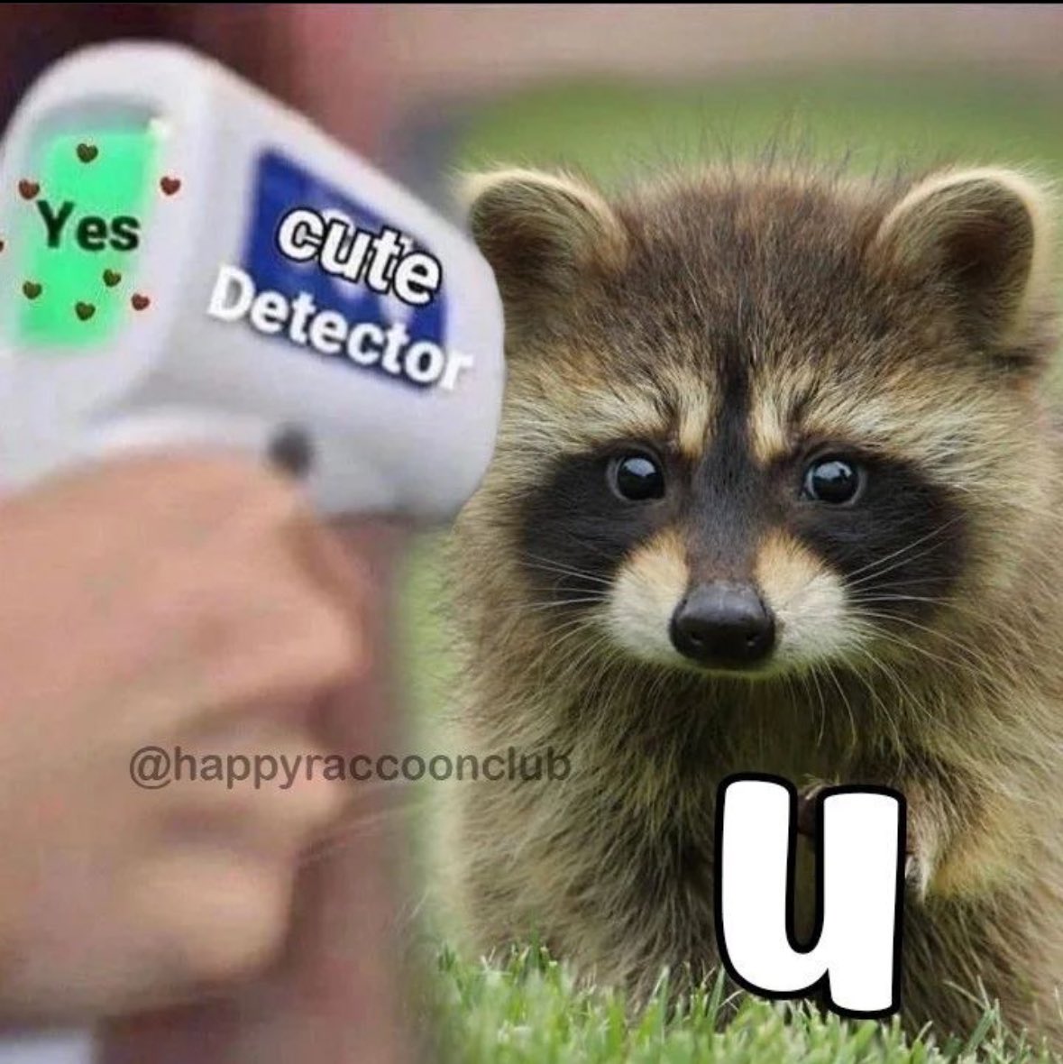 raccoon aesthetic. tweet media