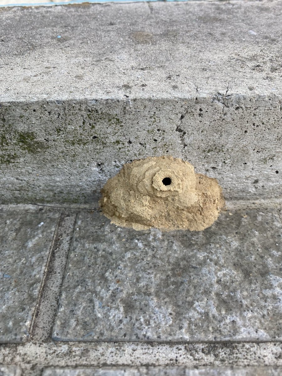 kbs22boy's tweet photo. ドロバチの巣かな、床面に作って大丈夫かな
#ドロバチ #PotterWasp https://t.co/vhQcLDGFyW