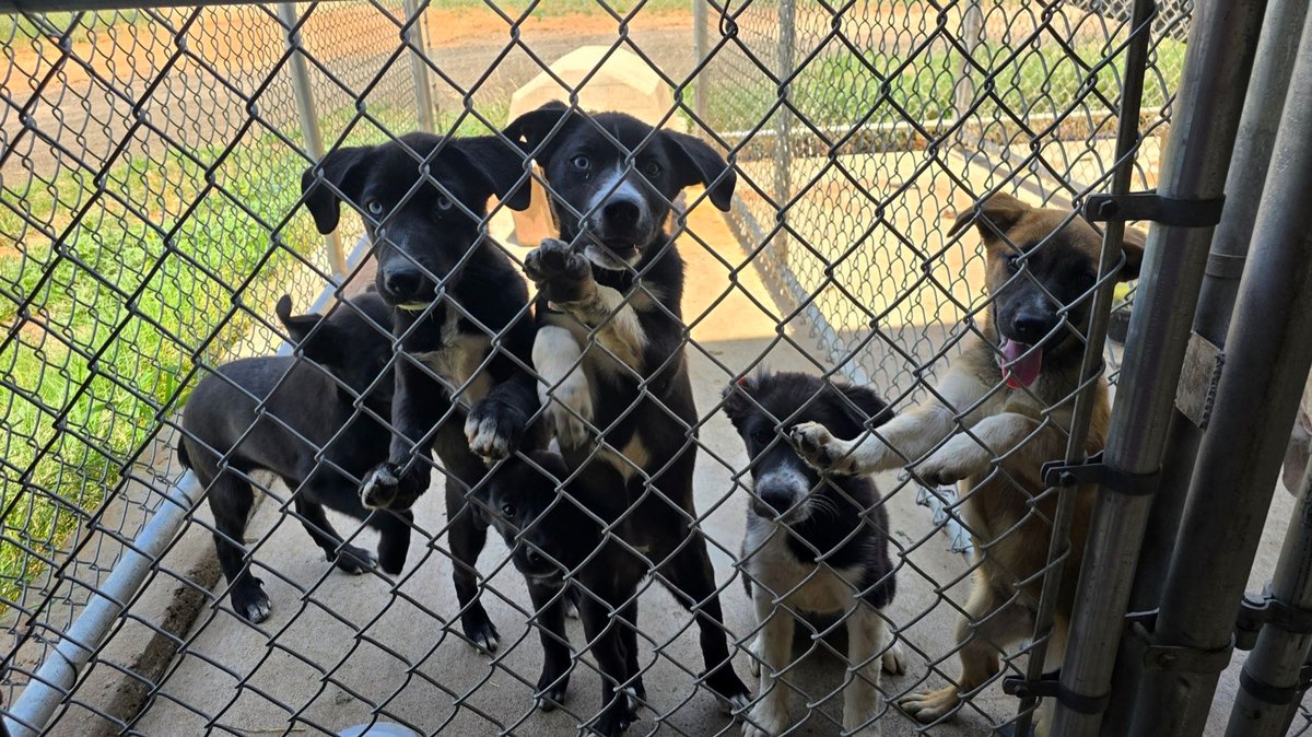 HopsTheDhole's tweet photo. Know this is a long shot but I'm trying to help some friends get these puppies rehomed! 
If you're in the West Texas/NM area I'd be willing to drive out at least 3 hours if it means they can get adopted. They're living on borrowed time at this point and need homes! https://t.co/NUFfXm67Vb