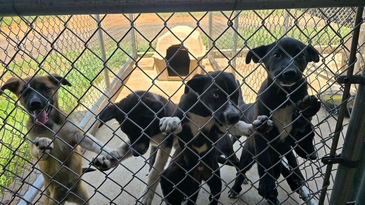HopsTheDhole's tweet photo. Know this is a long shot but I'm trying to help some friends get these puppies rehomed! 
If you're in the West Texas/NM area I'd be willing to drive out at least 3 hours if it means they can get adopted. They're living on borrowed time at this point and need homes! https://t.co/NUFfXm67Vb