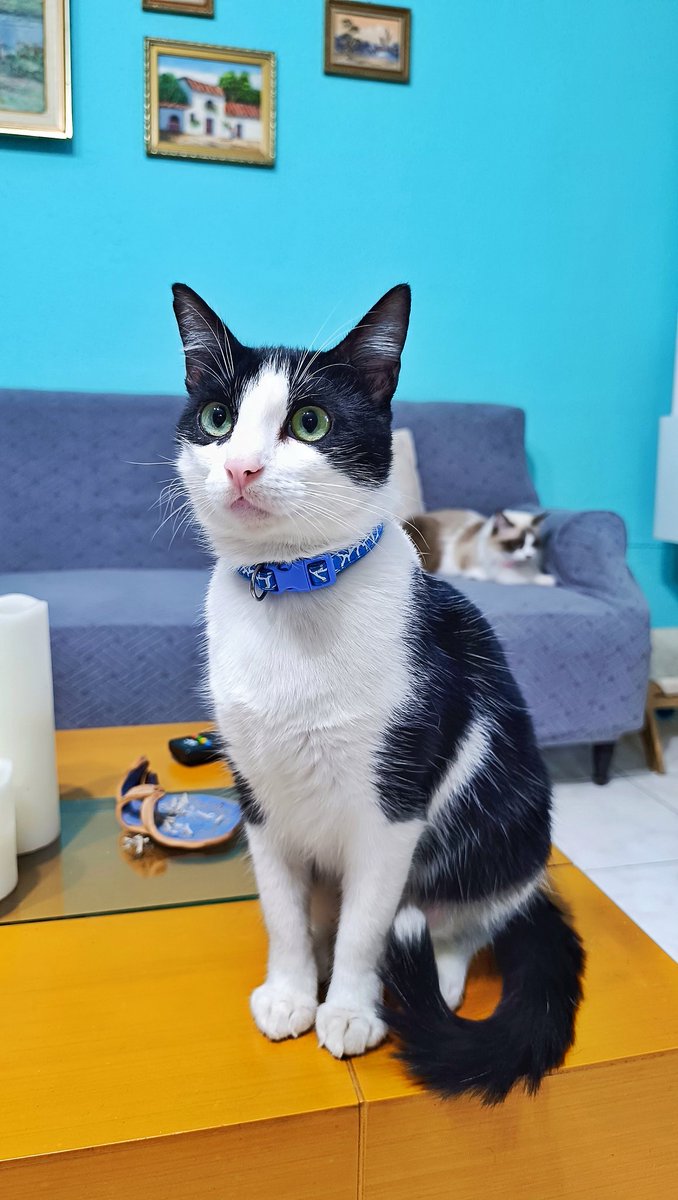 wulliams's tweet photo. Estos tres juntos vuelven a cualquiera totalmente loco.
@tomascat_vzla
#Blue_Cat
#Black_Cat
.
.
.
#cat #cats #gato #gatos #gata https://t.co/hRSN8tPkt2
