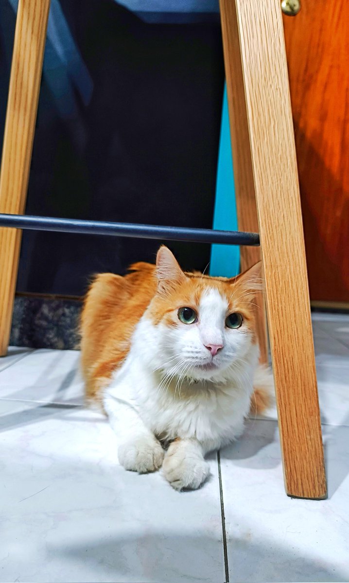 wulliams's tweet photo. Estos tres juntos vuelven a cualquiera totalmente loco.
@tomascat_vzla
#Blue_Cat
#Black_Cat
.
.
.
#cat #cats #gato #gatos #gata https://t.co/hRSN8tPkt2