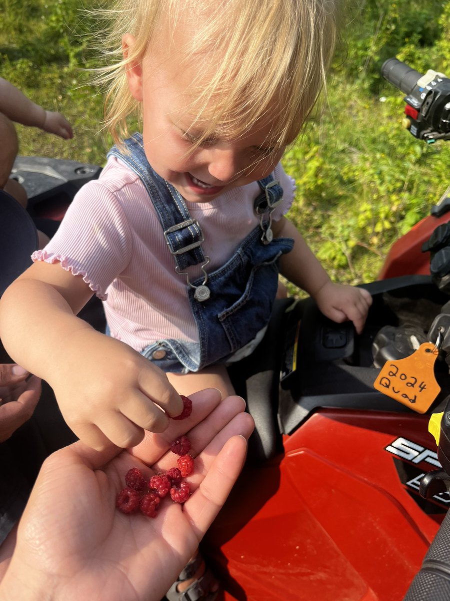 Happiness is pasture raspberries as a little mid cow checking snack