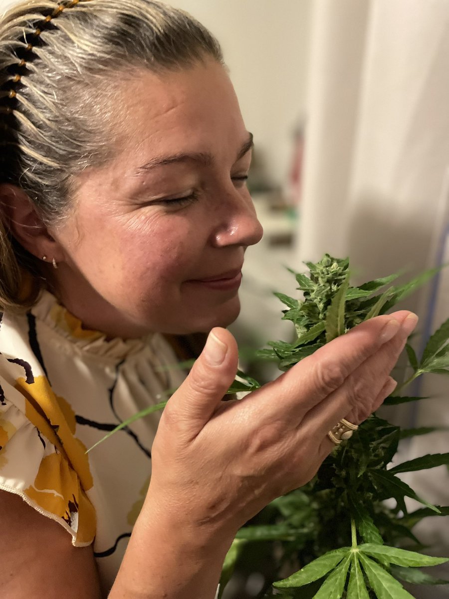 AuthorRonny's tweet photo. So I got my #Wife some #Flowers…
#redroses and some #Cannabis flower
The cool thing…
I didn’t buy these. I grew them both myself and every week we have fresh wildflowers and red roses 🌹 throughout the house.
Well I had some help from…
#Weedscape https://t.co/Dp3VrNQCQR https://t.co/Sj8VIAqYRR